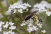 Diphyus sp.